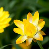 Helichrysum 'Sunshine' flower