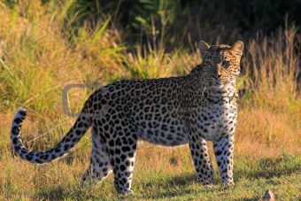 Leopard on the African grasslands