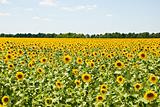 sunflowers field on the sky background