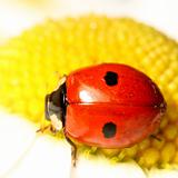 ladybug on camomile