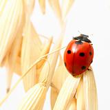 ladybug on wheat