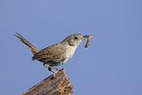 House Wren with a Worm
