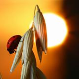 sunrise ladybug