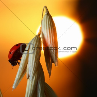 sunrise ladybug