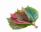 set color leaf