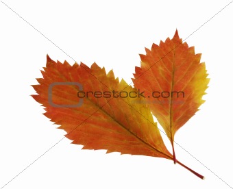 Two autumn leaf