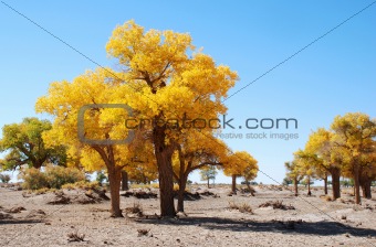 Golden yellow Poplar tree and blue color sky