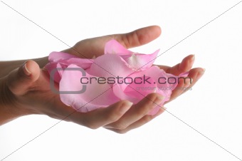 Hands cupping rose petals