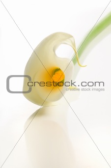 Calla lily, isolated