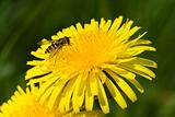 Insect on Dandelion