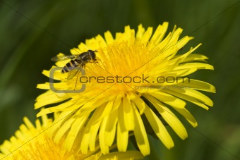Insect on Dandelion
