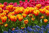 Dutch Tulips in Spring