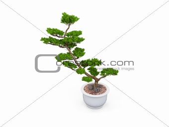 bonsai over white