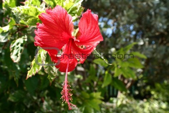 Red Tropical Flower