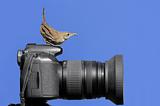 Bird On A Camera