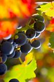 Grapes of red wine