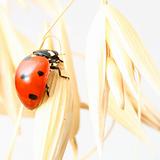 ladybug on wheat