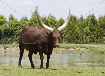 Watussi Bull