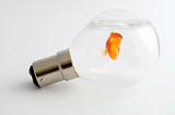 Goldfish in lightbulb
