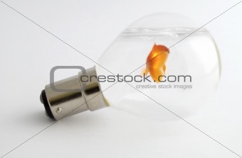 Goldfish in lightbulb