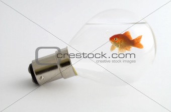 Goldfish in light bulb