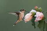Hungry Ruby-throated Hummingbird (archilochus colubris)