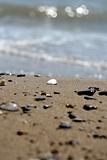 Shells On Beach