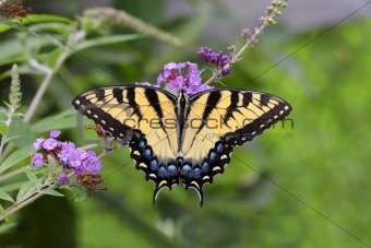 Tiger Swallowtail Butterfly (papilio glaucas)    