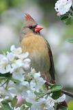 Northern Cardinal (cardinalis cardinalis)