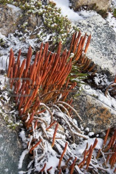 Mountain plants under snow