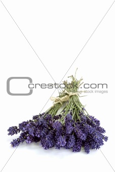 Bouquet of Lavender