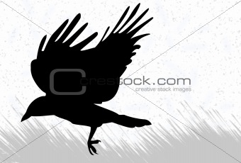 crow sillhouette