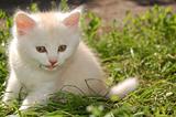white kitten chewing grass