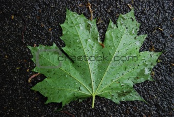 Wet maple leaf