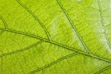 Green leaf close up