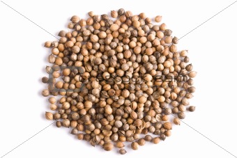 Pile of coriander close up isolated 