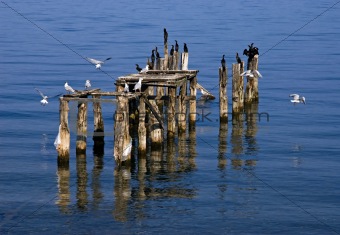 Wooden pier with bird