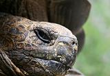 Giant Galapagos Tortoise Face