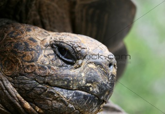 Giant Galapagos Tortoise Face