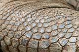 Giant Galapagos Tortoise Skin