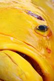 Big Yellow Fish