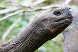 Close up Giant Galapagos Tortoise