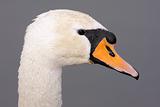 Mute Swan (Cygnus olor) Close-up