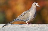 Mourning Dove In Fall