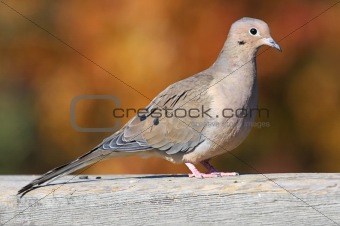 Mourning Dove In Fall