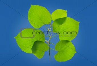 green leafs