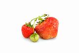 One green, unripe and pair of ripe red strawberries
