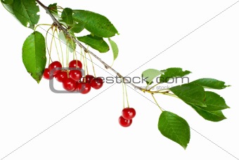 Cherry branch with leaves and few berries