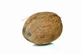 Single coconut