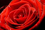 Red rose close up 
